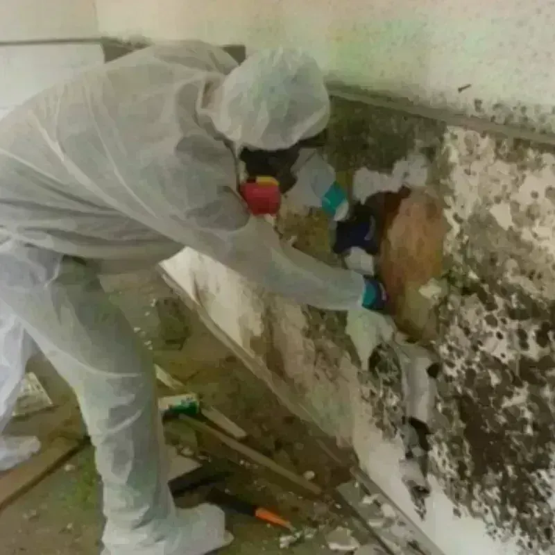 Mold Remediation and Removal in New Cumberland, PA